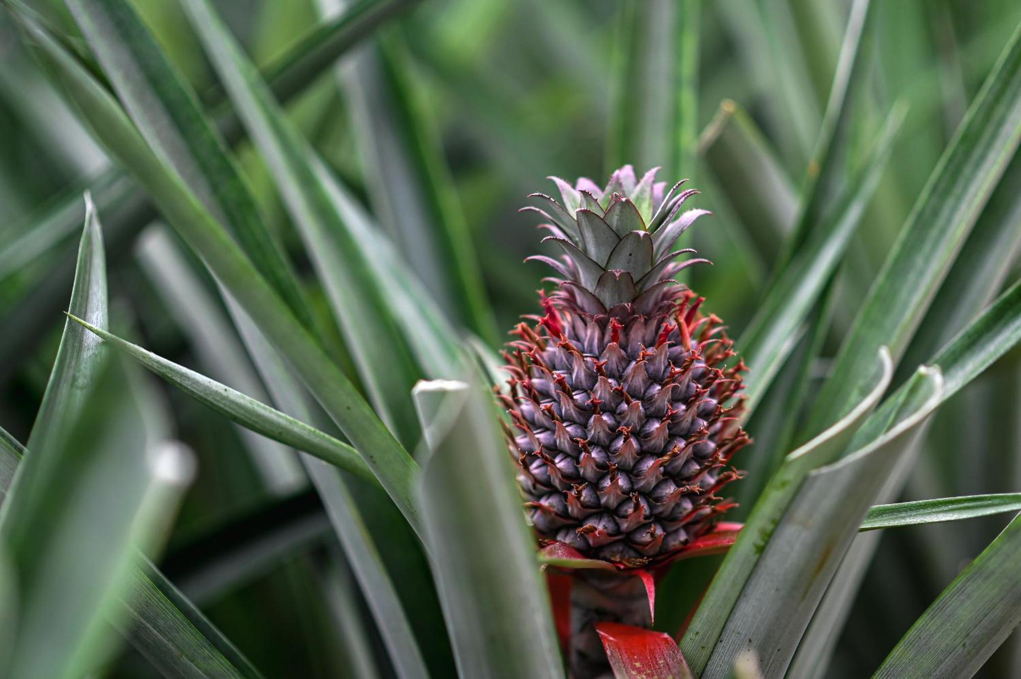 Pineapple Studio Понта Делгада Екстериор снимка