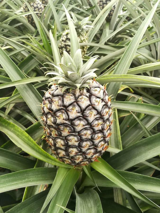 Pineapple Studio Понта Делгада Екстериор снимка
