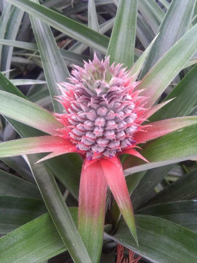 Pineapple Studio Понта Делгада Екстериор снимка